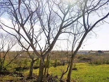 Agricultural Land